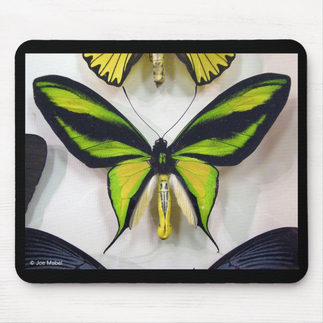 Paradise birdwing , Ornithoptera paradisea Mouse Mat (Front)
