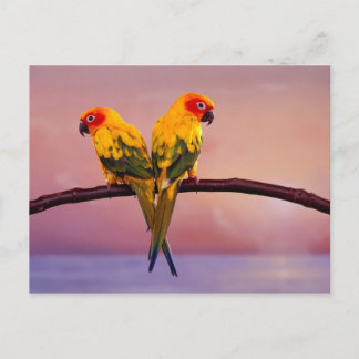 Paradise Parrots Postcard