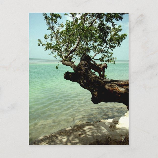 Paradise Postcard (Front)