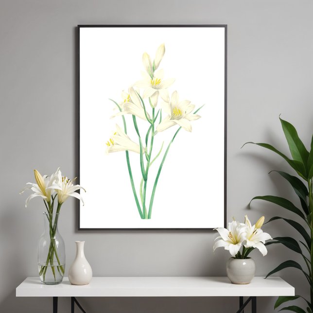 Paradisea Vintage Flower Botanical Illustration  Poster (Creator Uploaded)