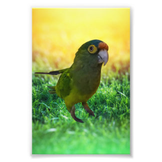 Parakeet. Aratinga Canicularis / Papillero Photo Print