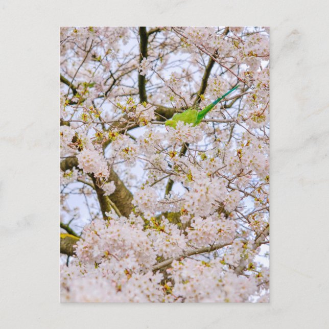 Parakeet at St James's Park London UK Postcard (Front)