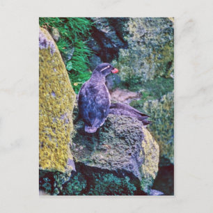 Parakeet Auklet Postcard