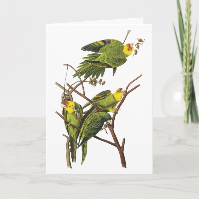 Parakeet - by John Audubon Holiday Card (Front)