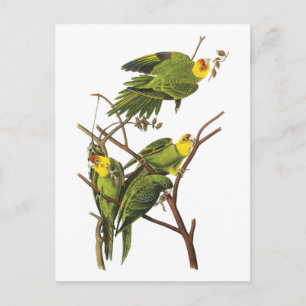 Parakeet - by John Audubon Postcard