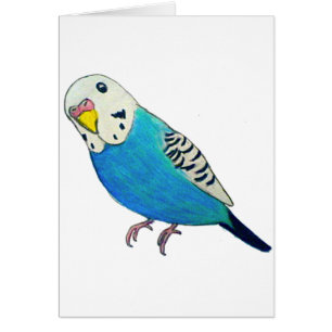 Parakeet Drawing