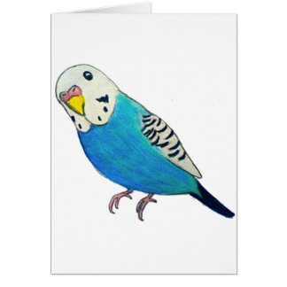 Parakeet Drawing