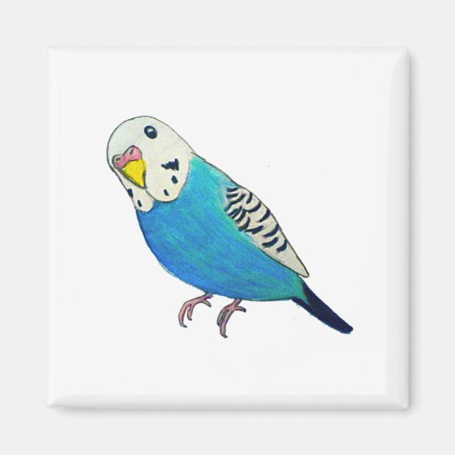 Parakeet Drawing Magnet (Front)