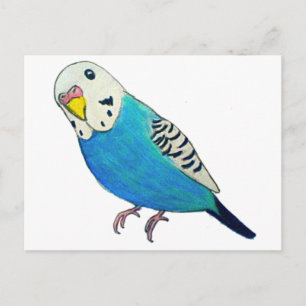 Parakeet Drawing Postcard