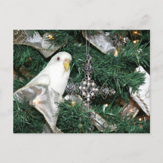 Parakeet in a Christmas tree Holiday Postcard