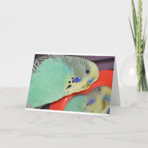 Parakeet looking in mirror card