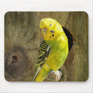 parakeet, nature, yellow parrot mouse mat