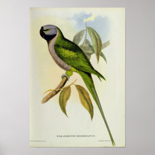 Parakeet: Palaeornis Derbianus, c.1850 Poster