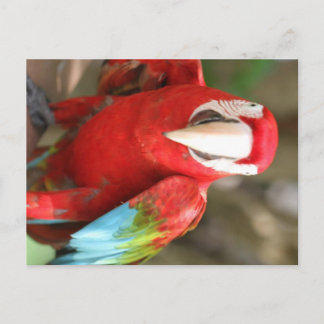 Parakeet Postcard