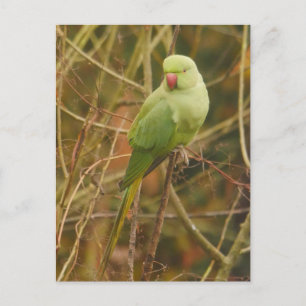Parakeet Postcard