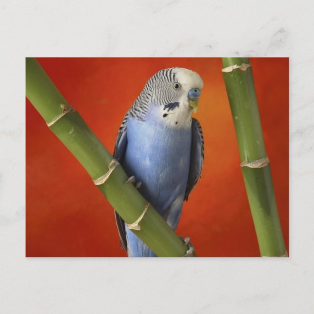 parakeet postcard (Front)