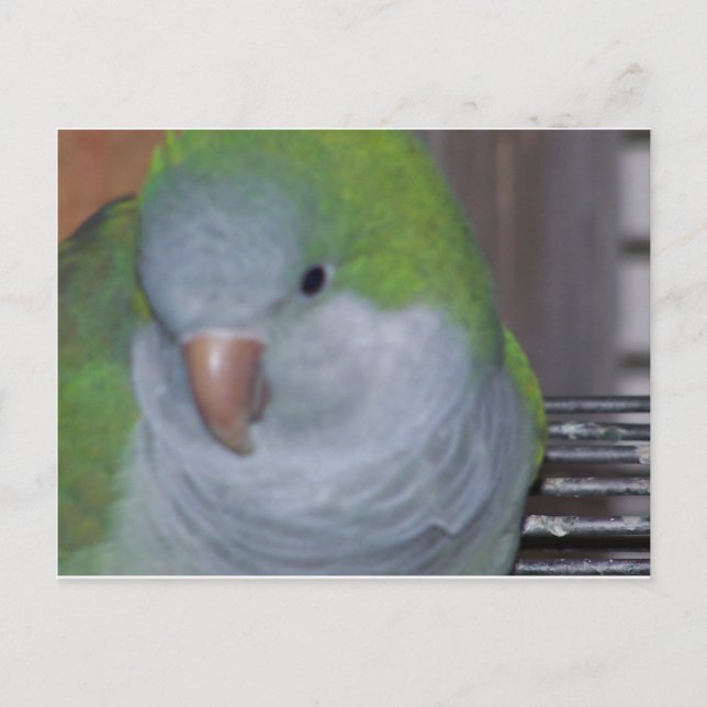 PARAKEET POSTCARD (Front)