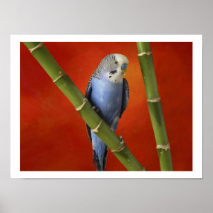 parakeet poster