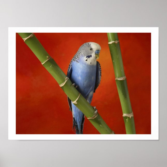 parakeet poster (Front)