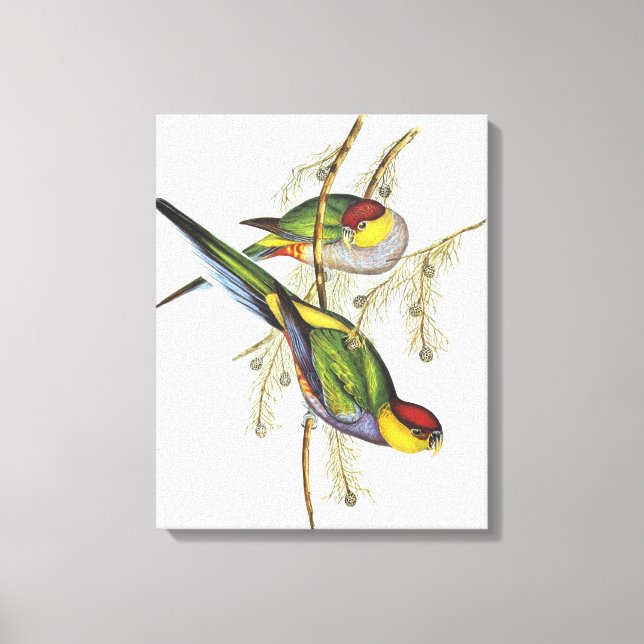 Parakeet - Vintage Bird Art Canvas Print (Front)