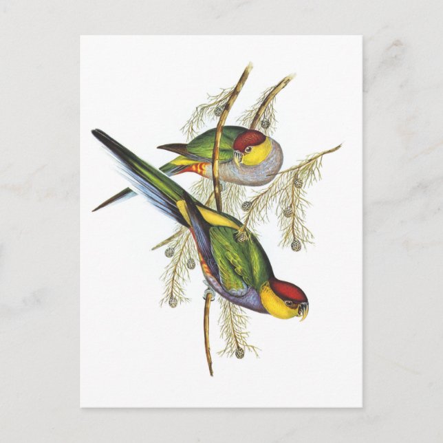 Parakeet - Vintage Bird Art Postcard (Front)