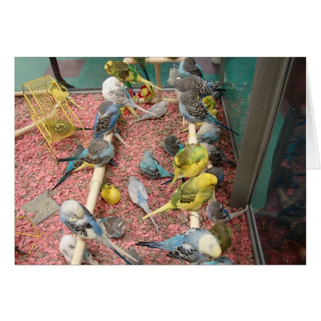 Parakeets (Front Horizontal)