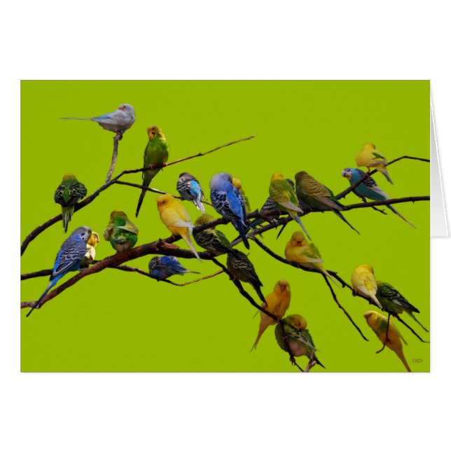Parakeets (Front Horizontal)