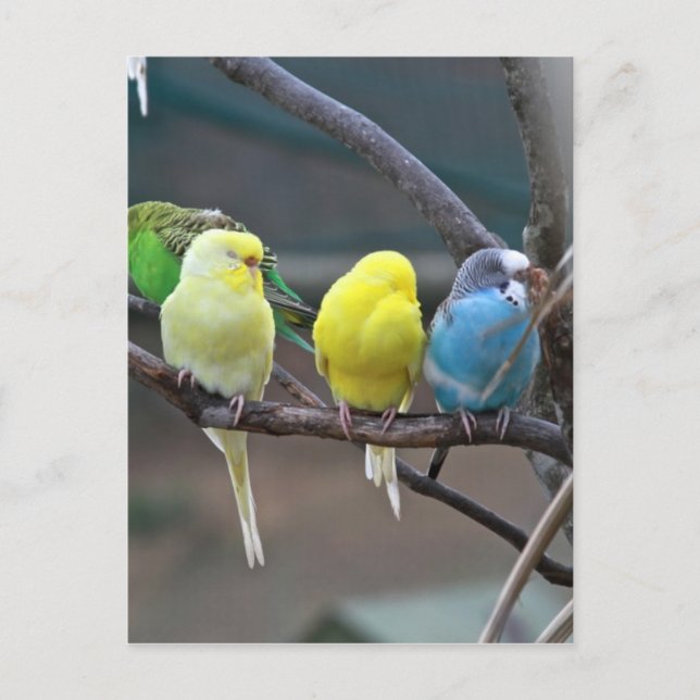 Parakeets Budgies | Bird Photo Postcard (Front)