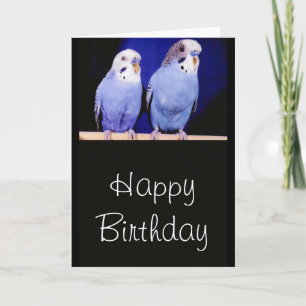 Parakeets (Budgies) Happy Birthday Greeting Card