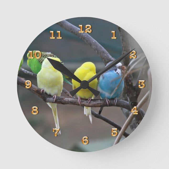 Parakeets Budgies Parrots | Birds Photo Nature Round Clock (Front)