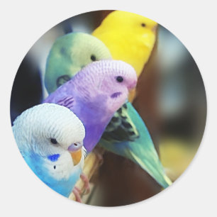 Parakeets Classic Round Sticker