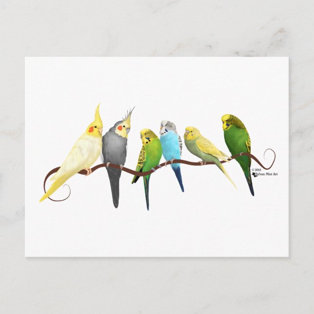 Parakeets & Cockatiels! Postcard (Front)