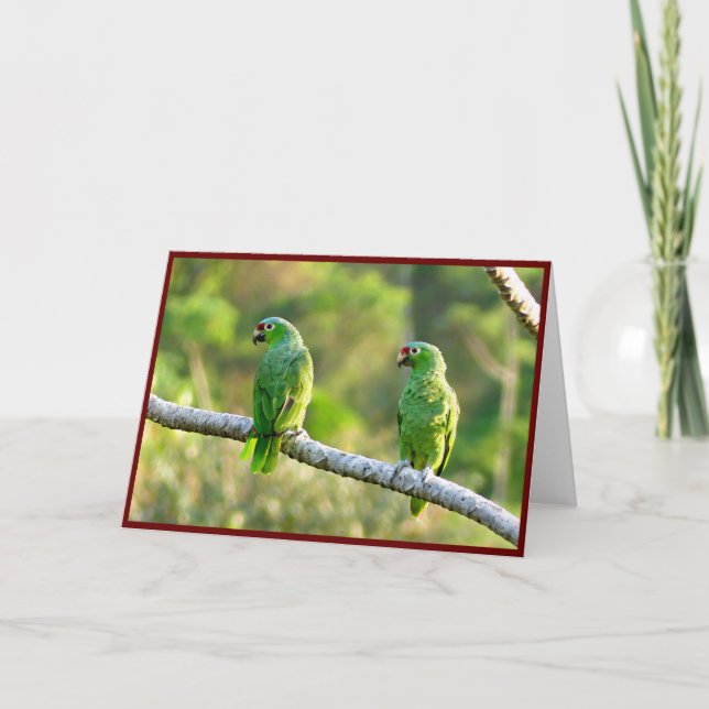 Parakeets Folded Greeting Card (Front)