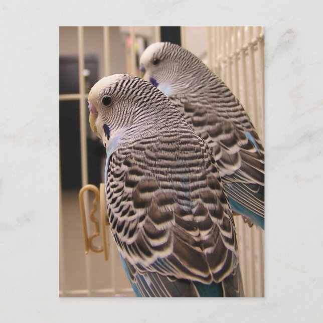 Parakeets Postcard (Front)
