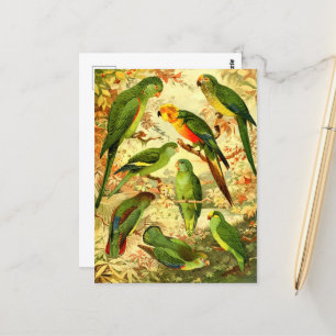 Parakeets  postcard