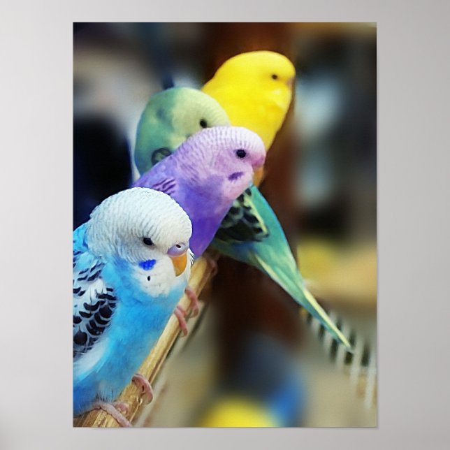 Parakeets Poster (Front)