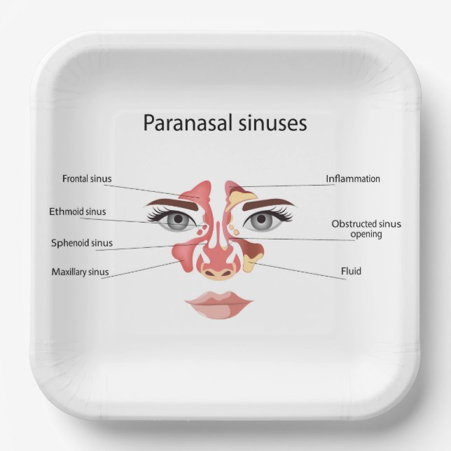 Paranasal sinuses  paper plate (Front)