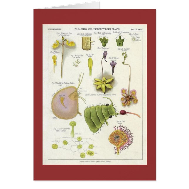 Parasitic & Carnivorous Plants (Front)