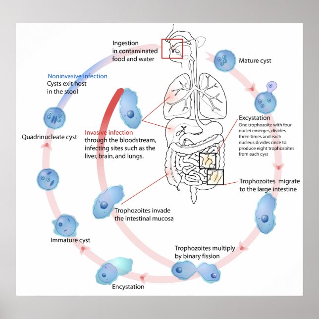 Parasitic Protozoan Entamoeba Histolytica Diagram Poster (Front)