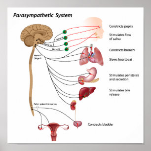 Parasympathetic pathway of the ANS Poster
