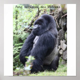 Parc National des Volcans, Hirwa Group Poster