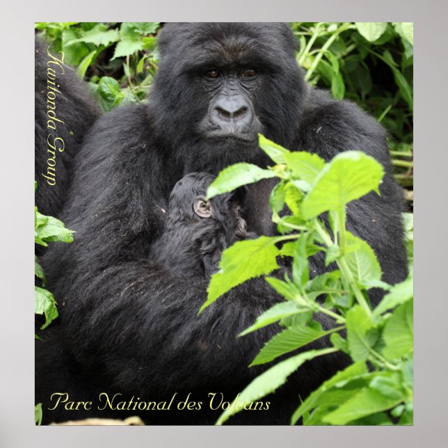 Parc National des Volcans, Kwitonda G... Poster (Front)