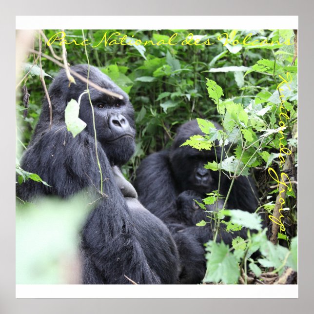 Parc National des Volcans, Kwitonda Group Poster (Front)
