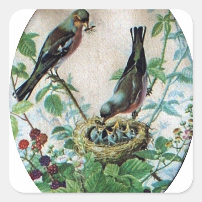 Parched Parents, Precious Chicks: A Nature's Story Square Sticker (Front)