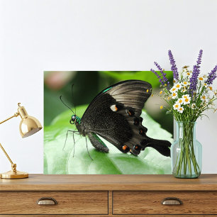 Paris Peacock Swallowtail Butterfly on Leaf Photo Print