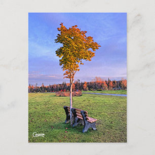 Park Bench Alaska - Postcard
