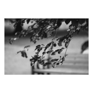 Park Bench Photo Print