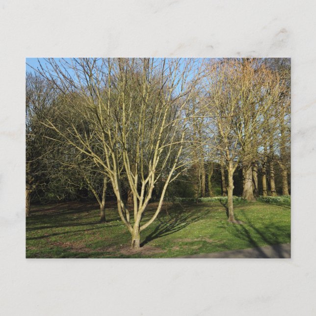 Park Landscape in Early Spring Postcard (Front)