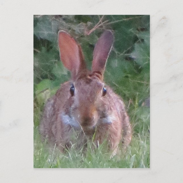Park Rabbit Close Up Postcard (Front)