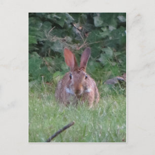 Park Rabbit Postcard